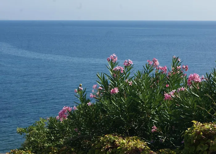 Vue Sur - Les Pins